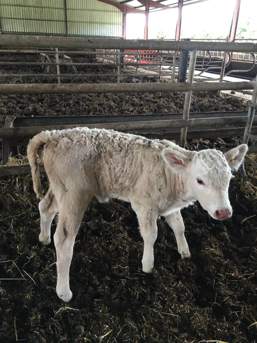 Calf - Image 2