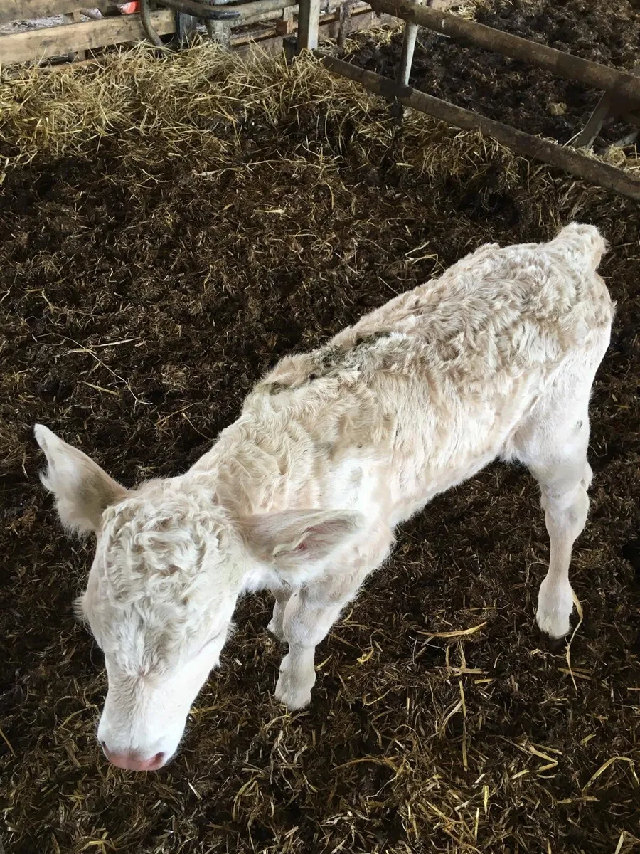 Calf - Image 3