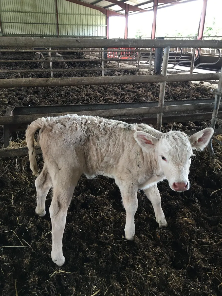 Calf - Image 4