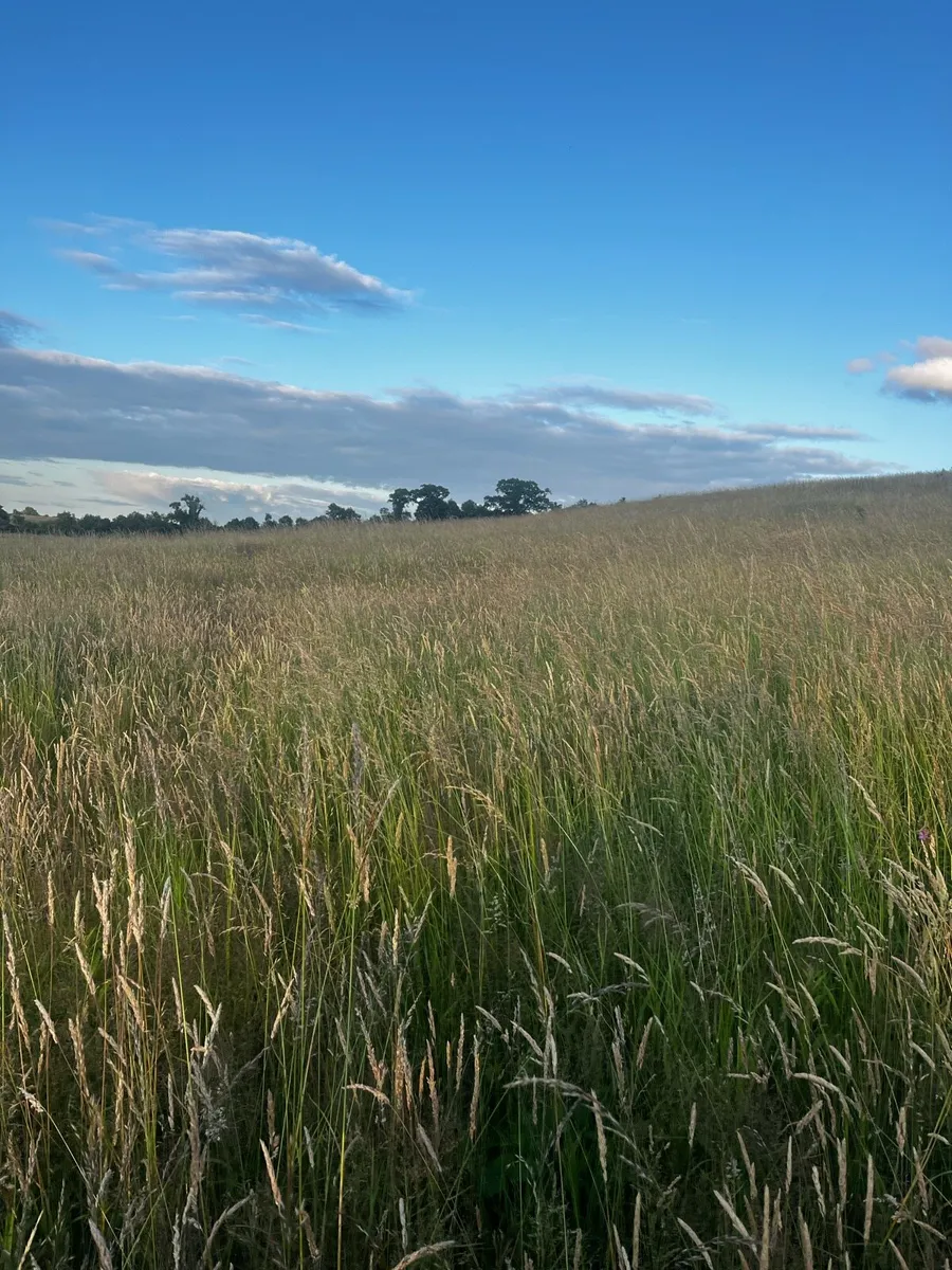 Grass Available - Image 1