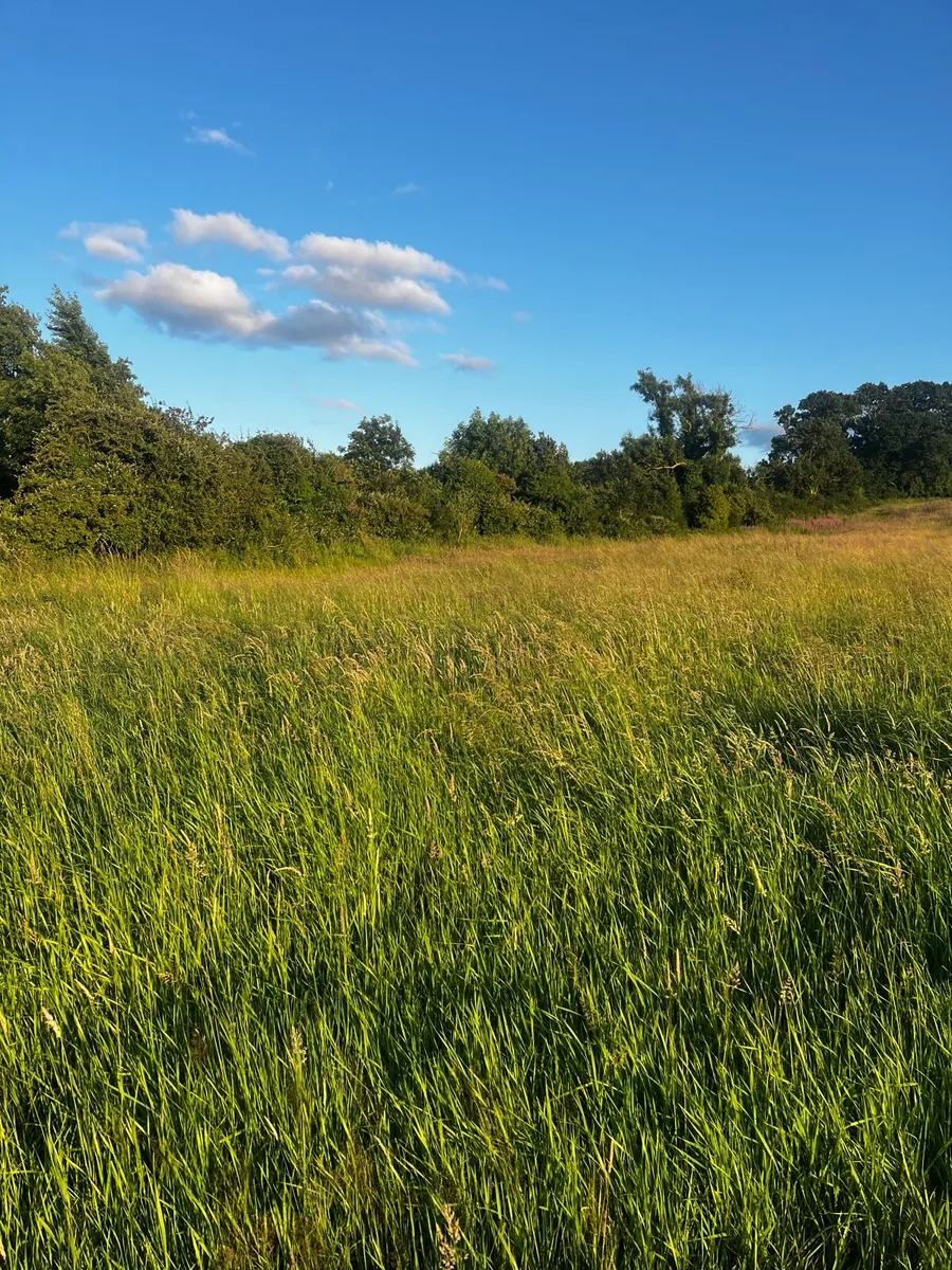 Grass Available - Image 2