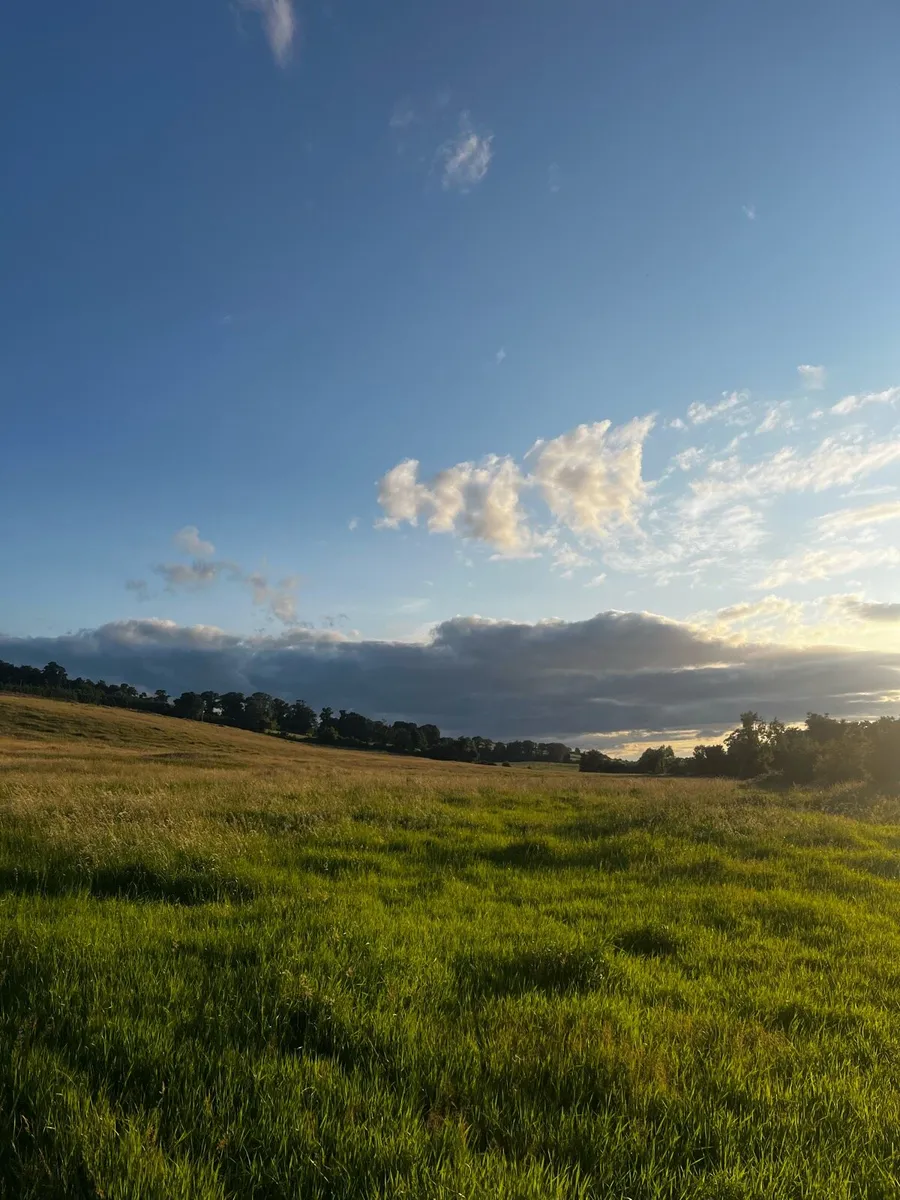 Grass Available - Image 3