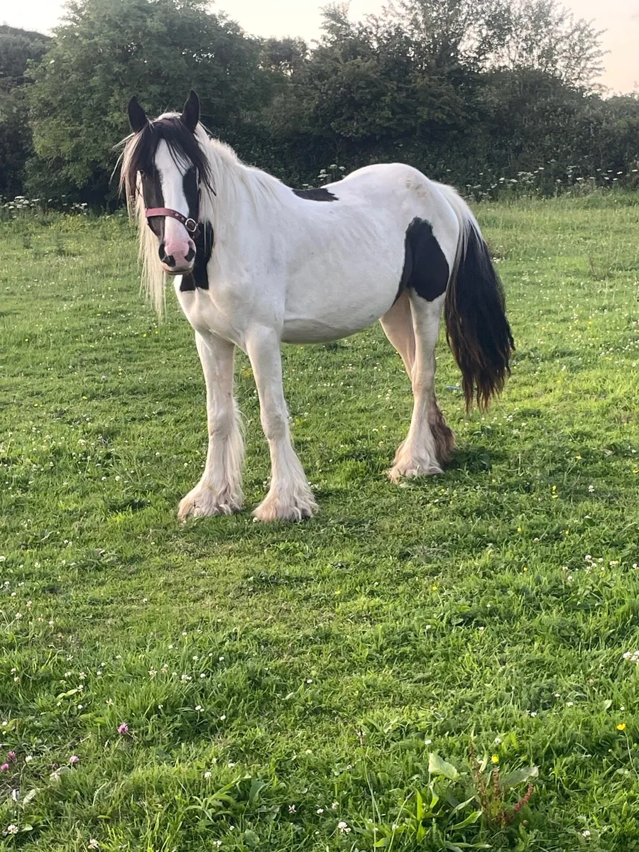 3 year old black,white mare and filly foal - Image 1