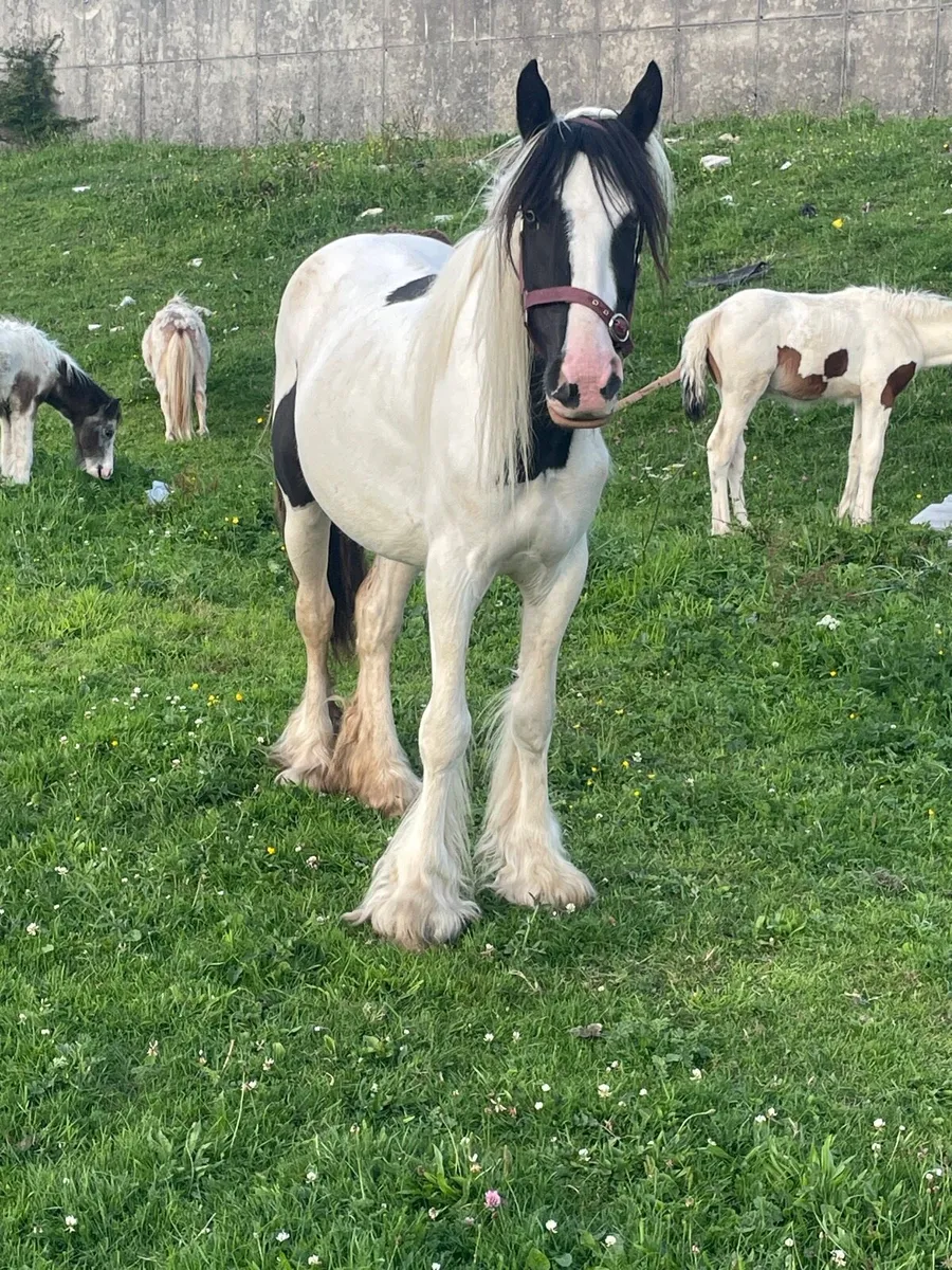 3 year old black,white mare and filly foal - Image 2