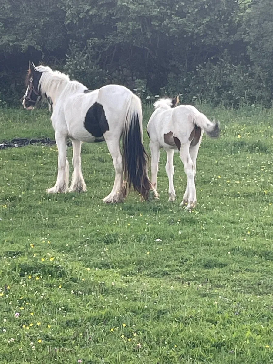 3 year old black,white mare and filly foal - Image 3