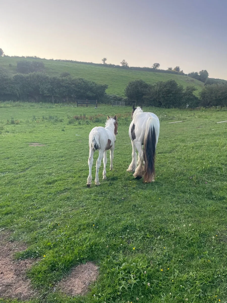 3 year old black,white mare and filly foal - Image 4