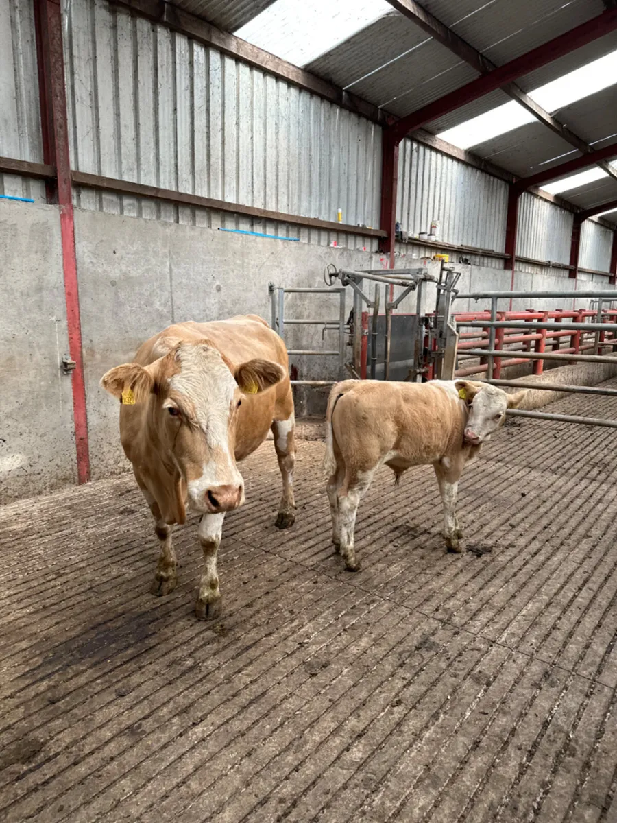Simmental heifer and bull calve - Image 2