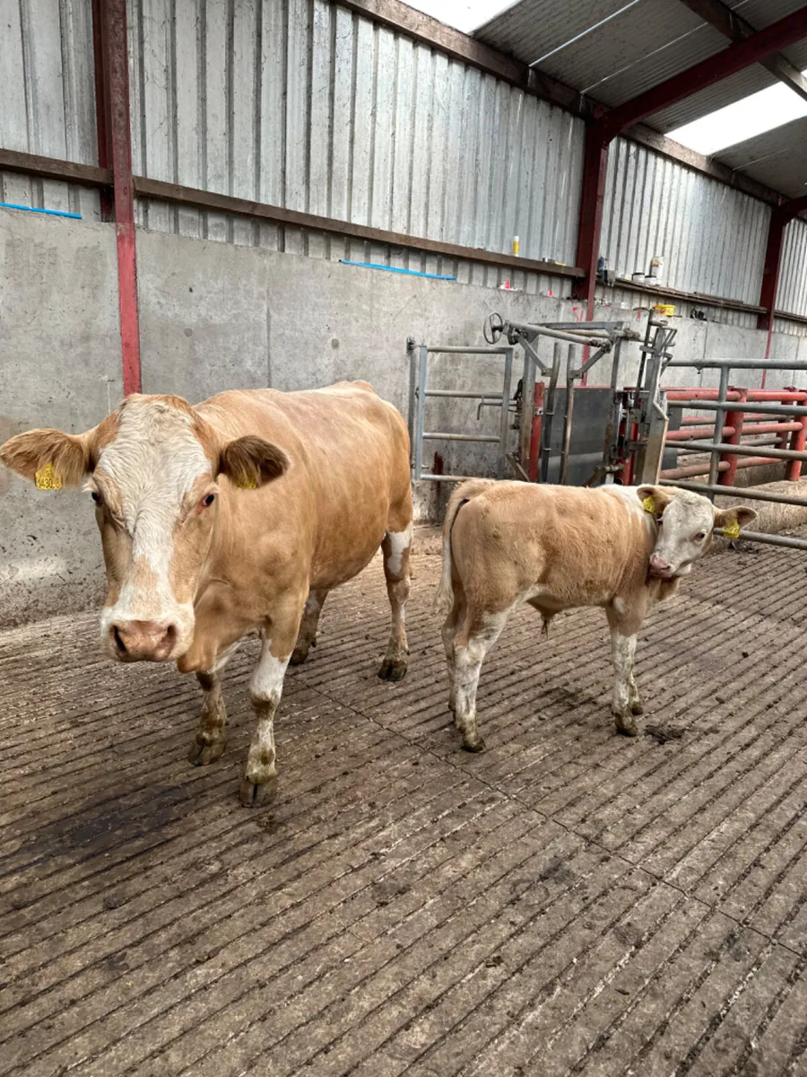 Simmental heifer and bull calve - Image 4