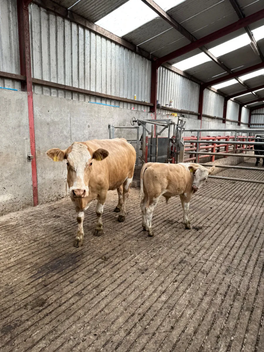 Simmental heifer and bull calve - Image 1