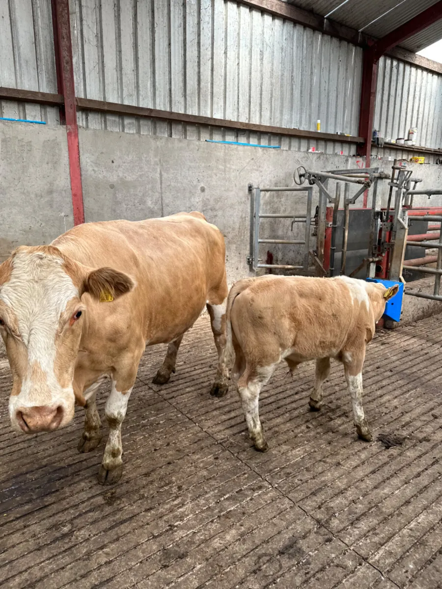 Simmental heifer and bull calve - Image 3