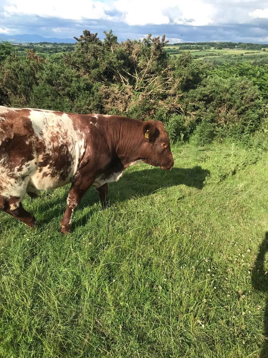 Pedigree Shorthorn Bull - Image 2