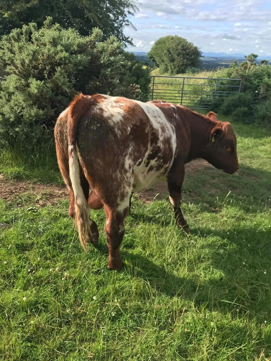 Pedigree Shorthorn Bull - Image 3