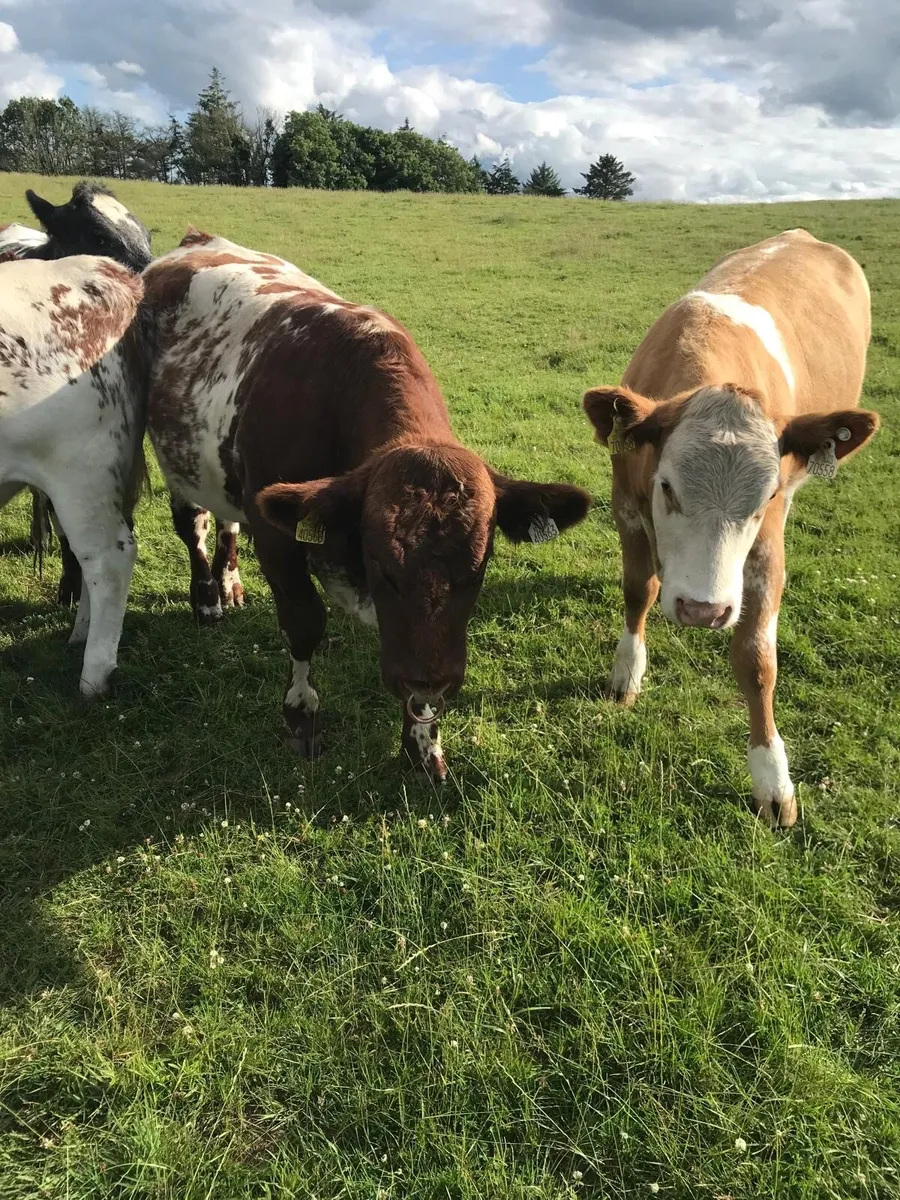 Pedigree Shorthorn Bull - Image 1