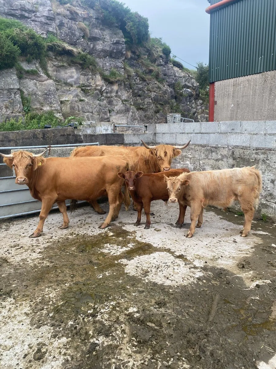 Highland sucklers for sale. - Image 1