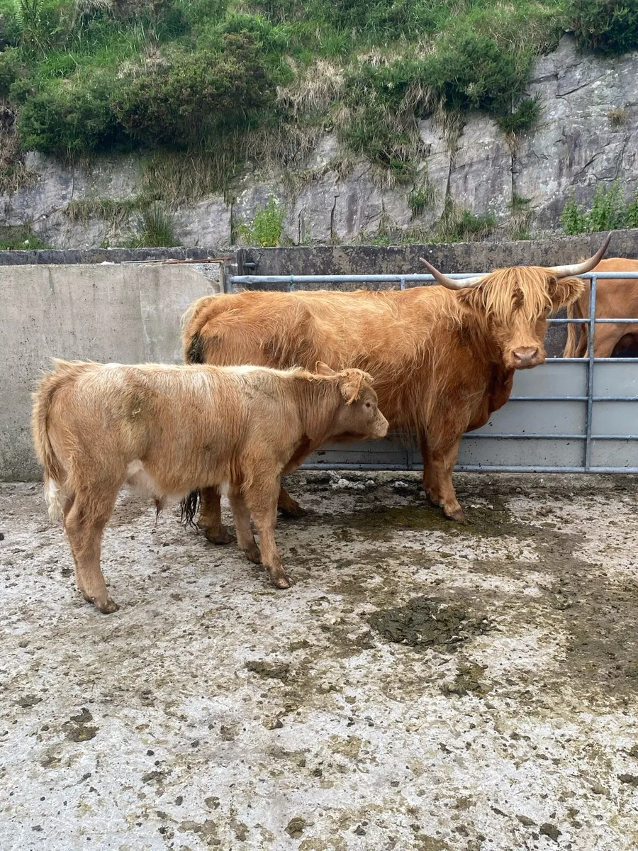 Highland sucklers for sale. - Image 2
