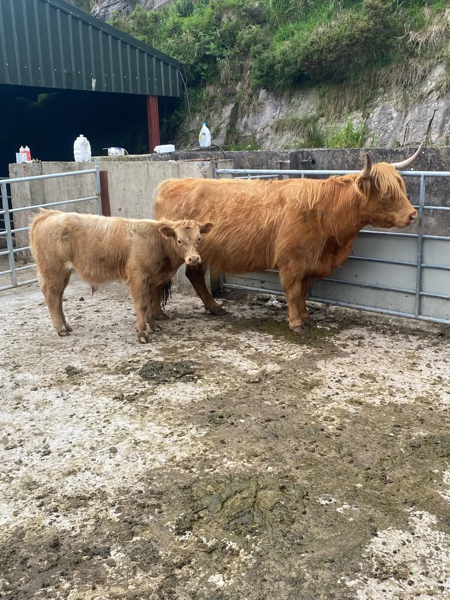 Highland sucklers for sale. - Image 3