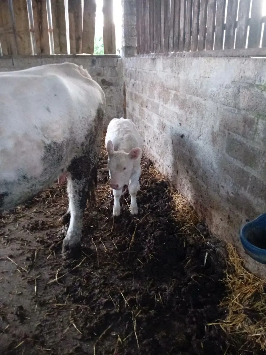 Charlaois Heifer Calf - Image 2