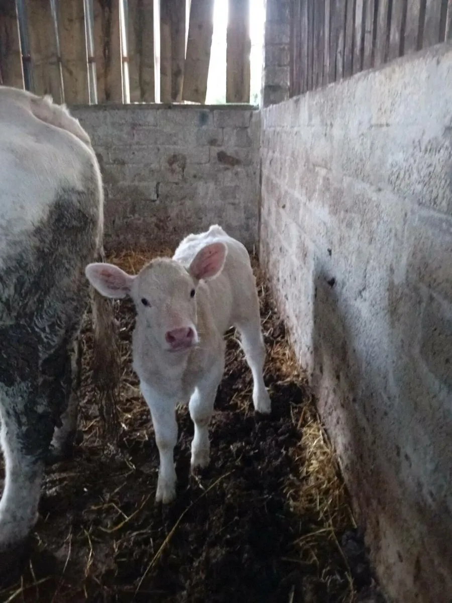Charlaois Heifer Calf - Image 1