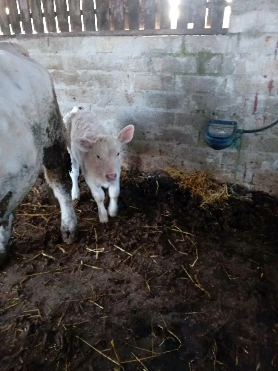 Charlaois Heifer Calf - Image 3