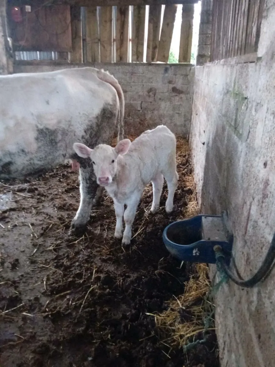 Charlaois Heifer Calf - Image 4