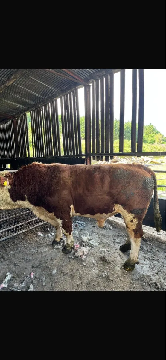 Pedigree bulls for hire - Image 1