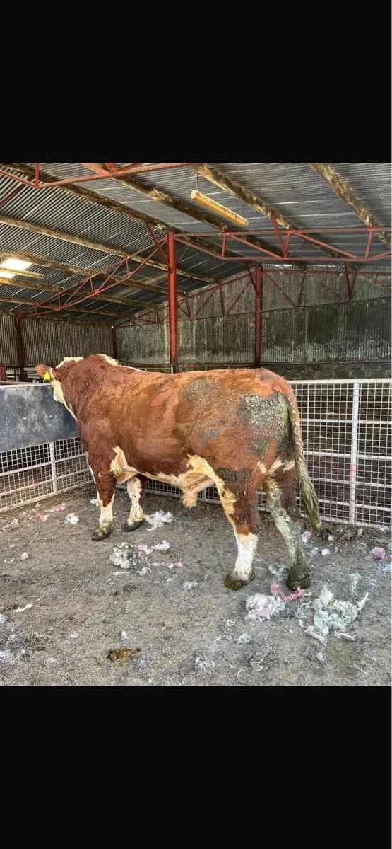 Pedigree bulls for hire - Image 2