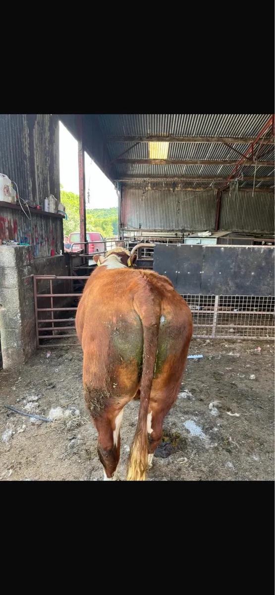 Pedigree bulls for hire - Image 3