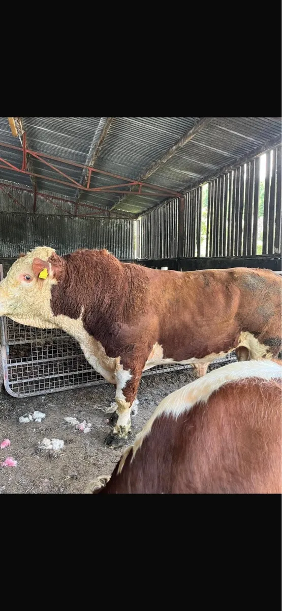Pedigree bulls for hire - Image 4