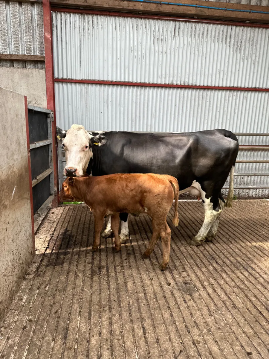 Hereford heifer and heifer calve - Image 3