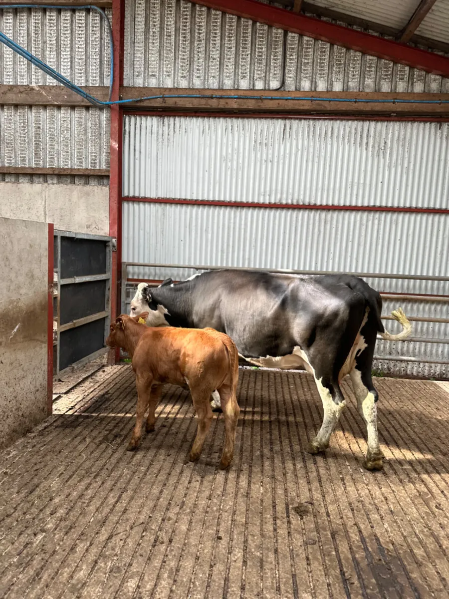 Hereford heifer and heifer calve - Image 1