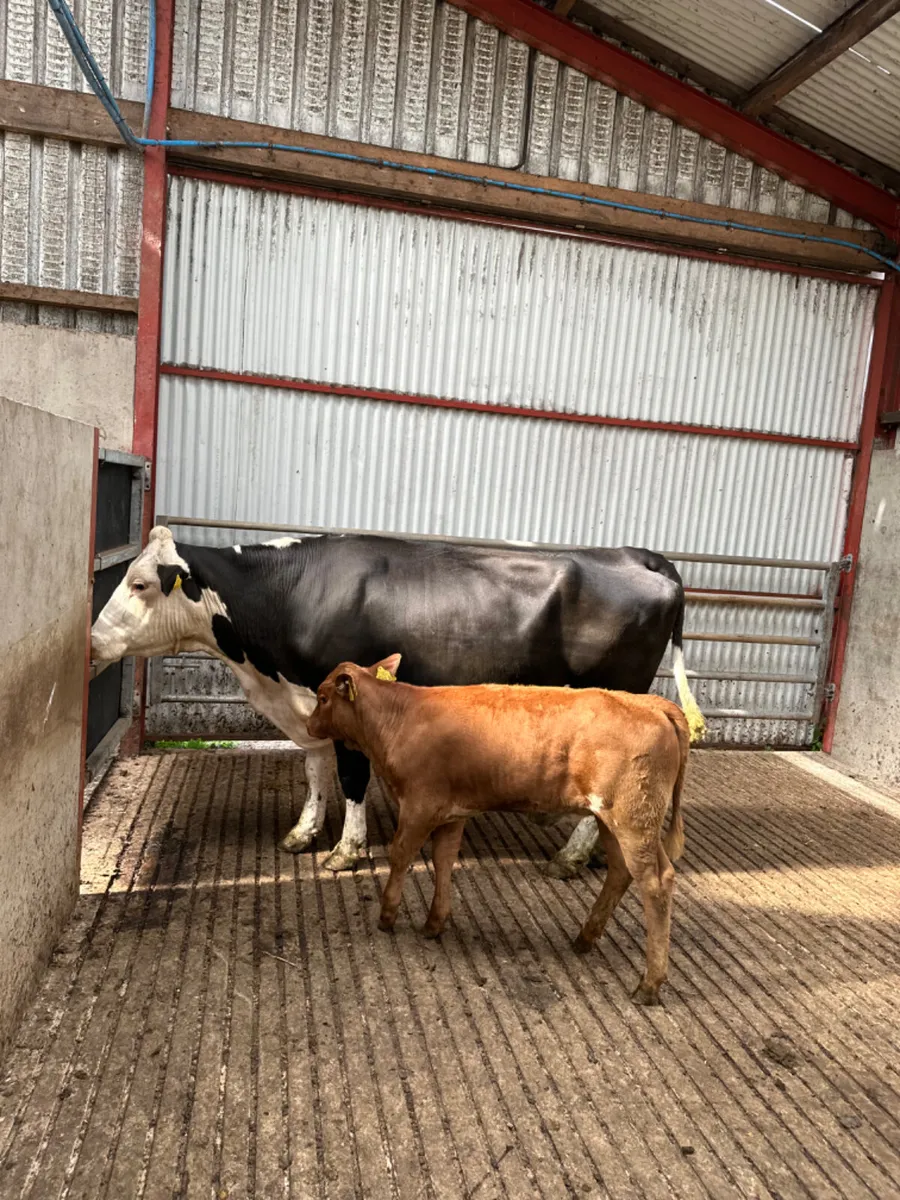 Hereford heifer and heifer calve - Image 2