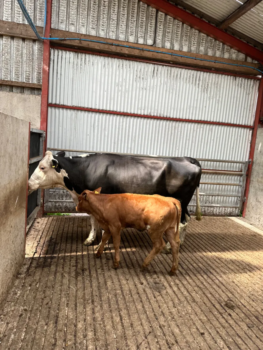 Hereford heifer and heifer calve - Image 4
