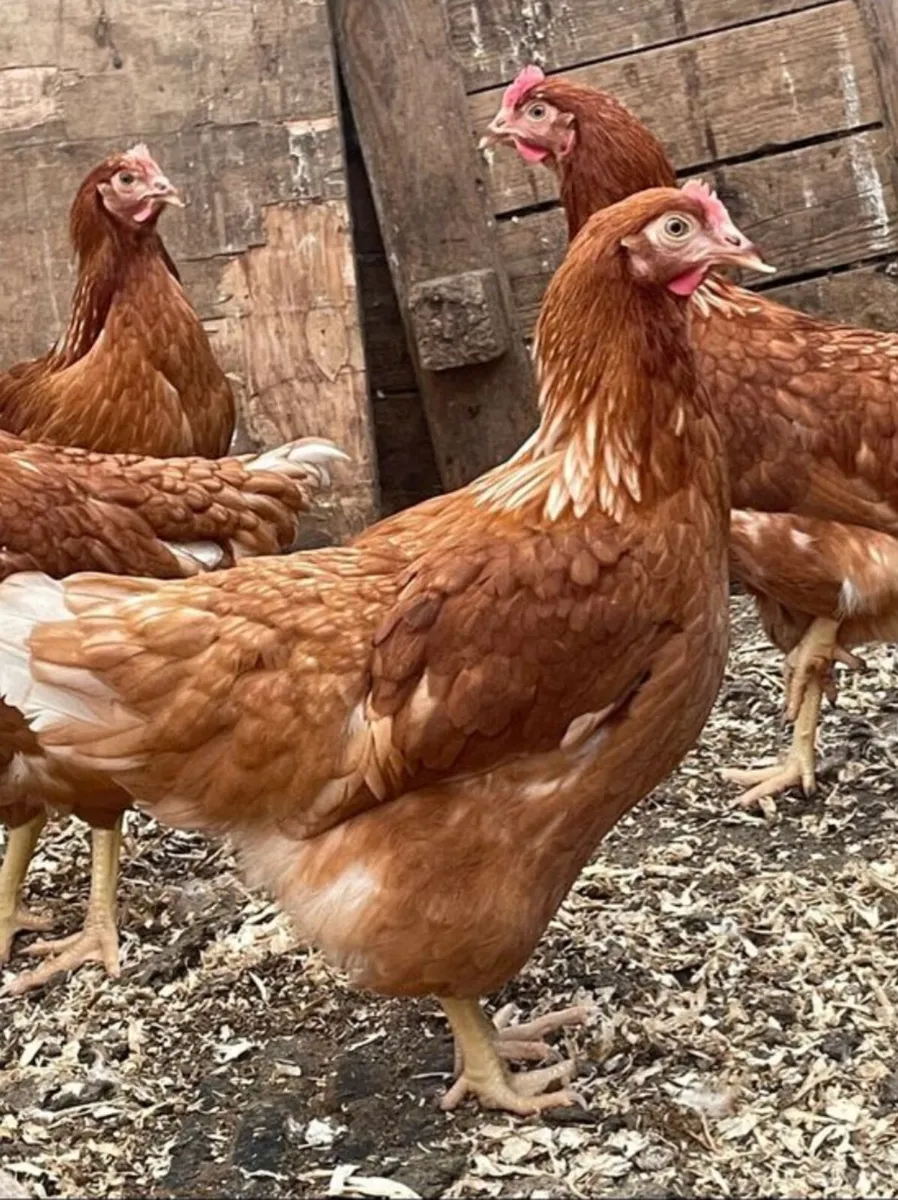 21 week old isa brown pullets - Image 3