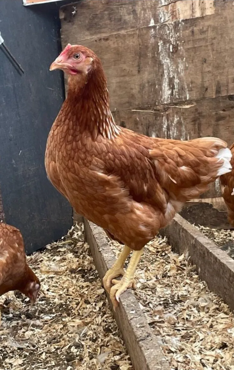 21 week old point of lay isa brown pullets - Image 1