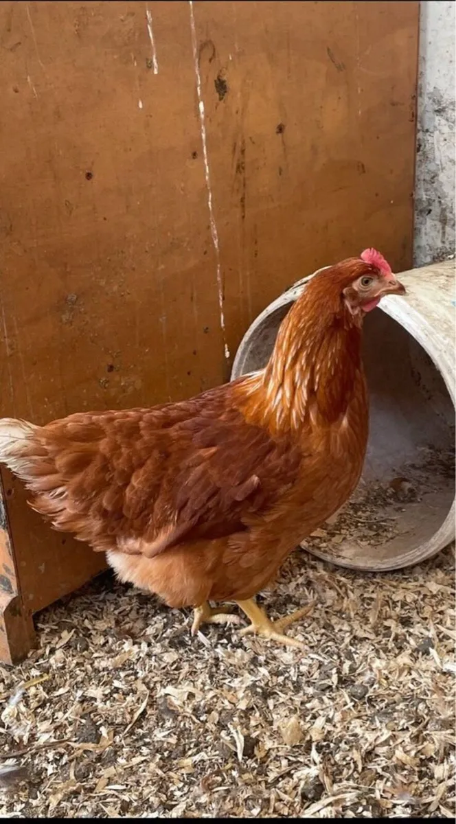 21 week old point of lay isa brown pullets - Image 2