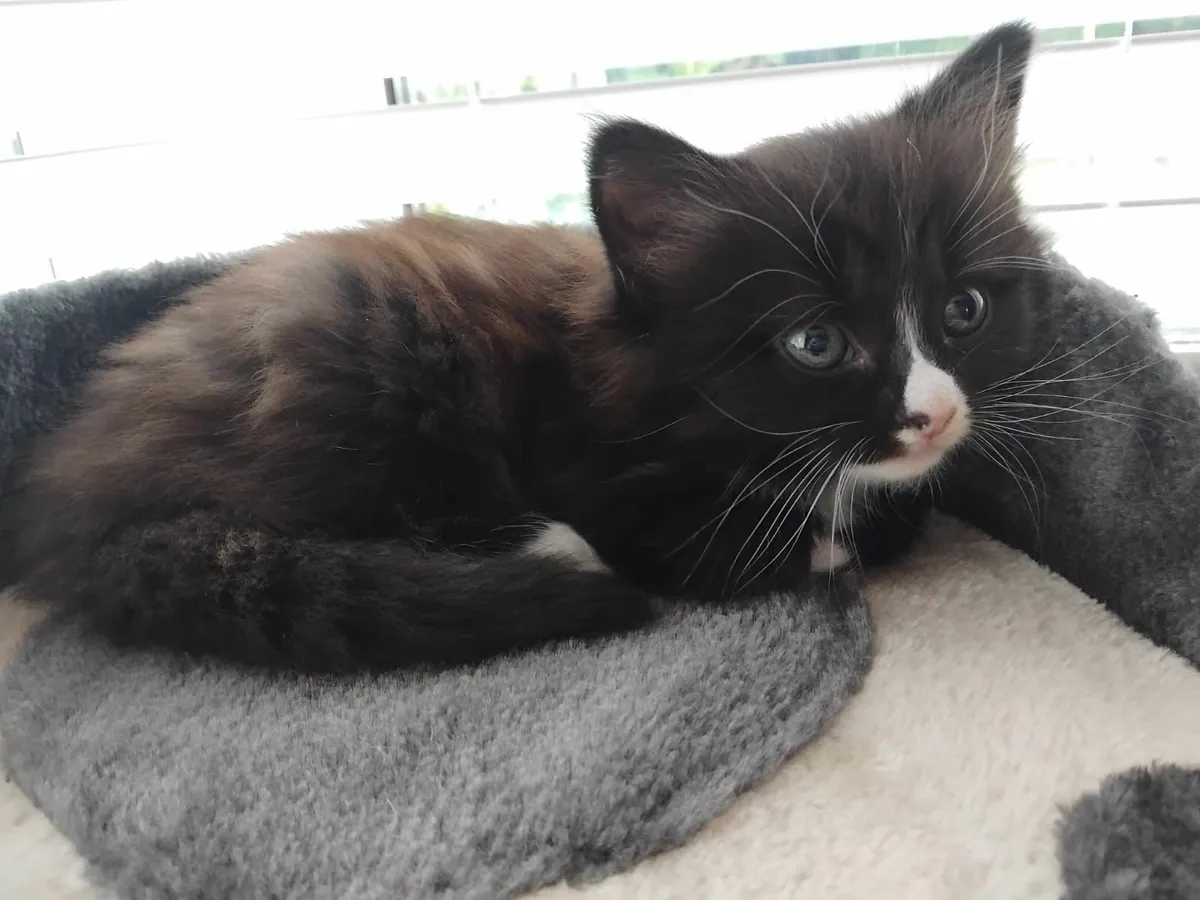 Kitten for Sale Kildare - Image 1