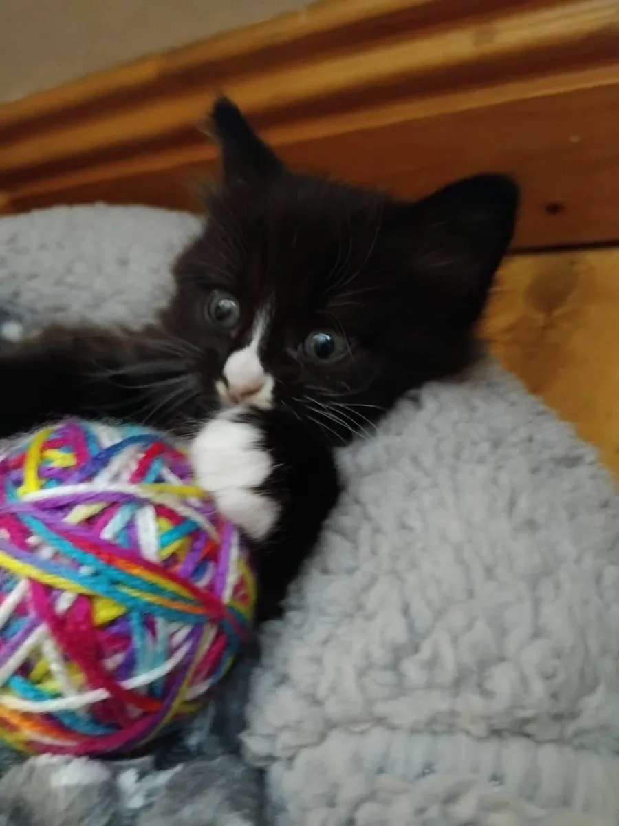 Kitten for Sale Kildare - Image 2