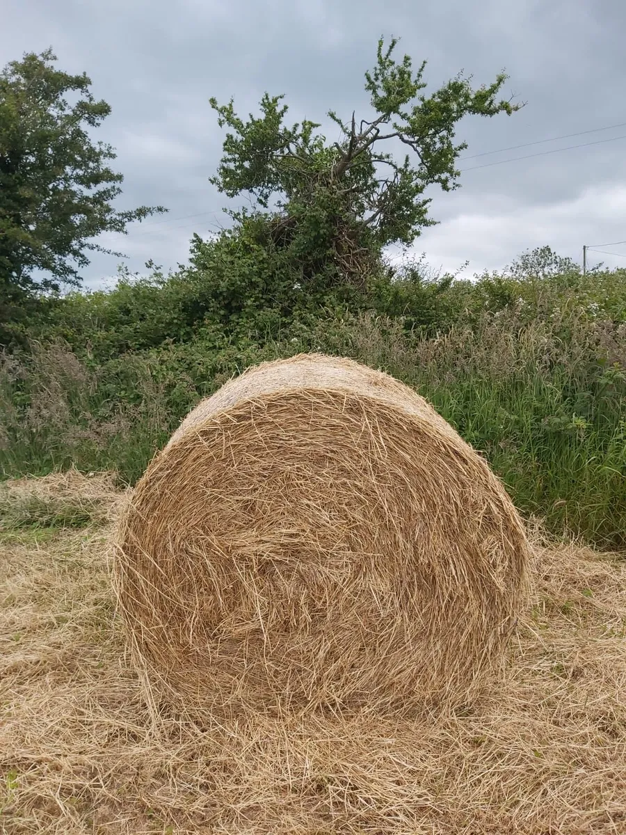 Hay - Image 1