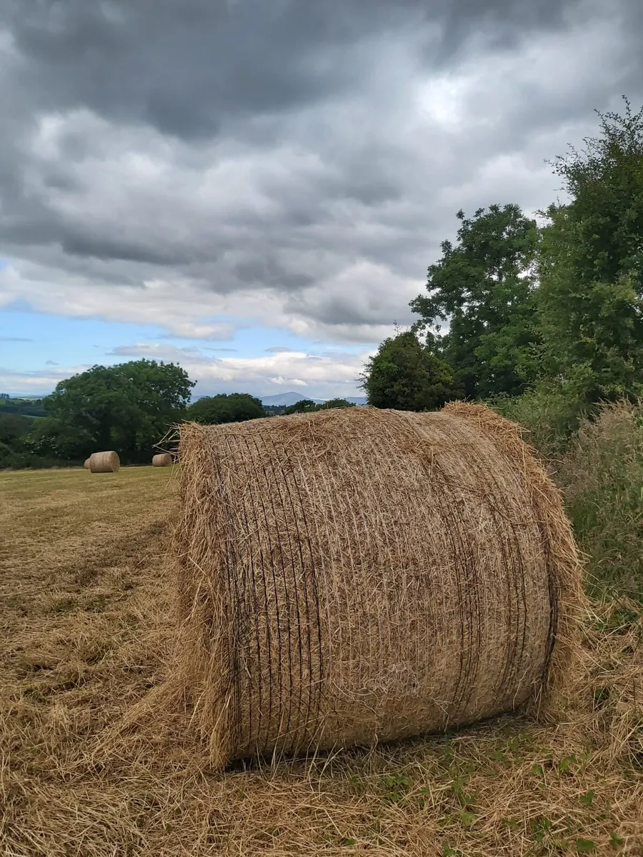 Hay - Image 2