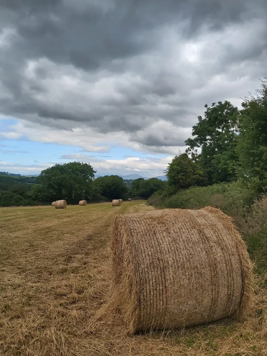 Hay - Image 3