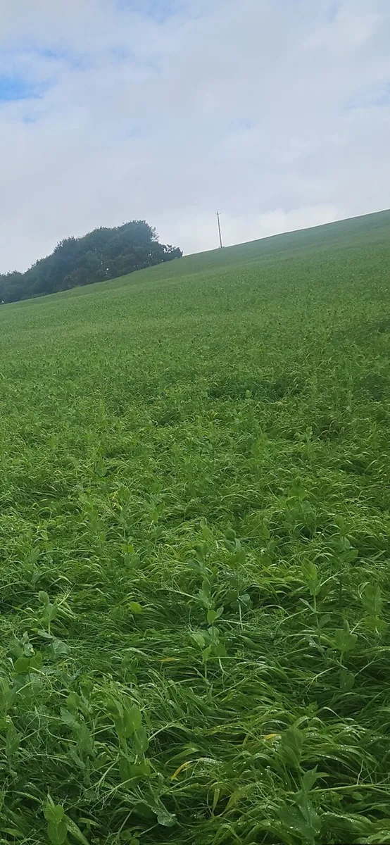 Arable Silage - Image 2
