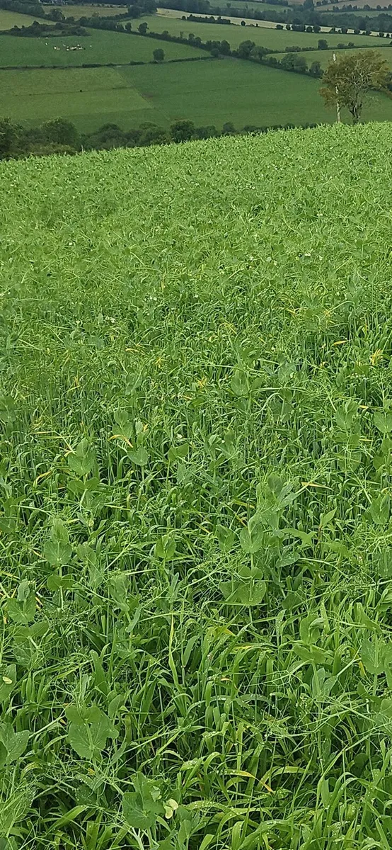 Arable Silage - Image 3