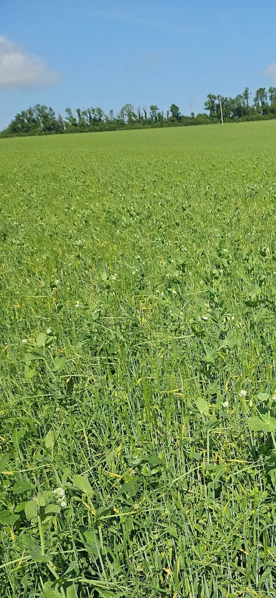 Arable Silage - Image 1