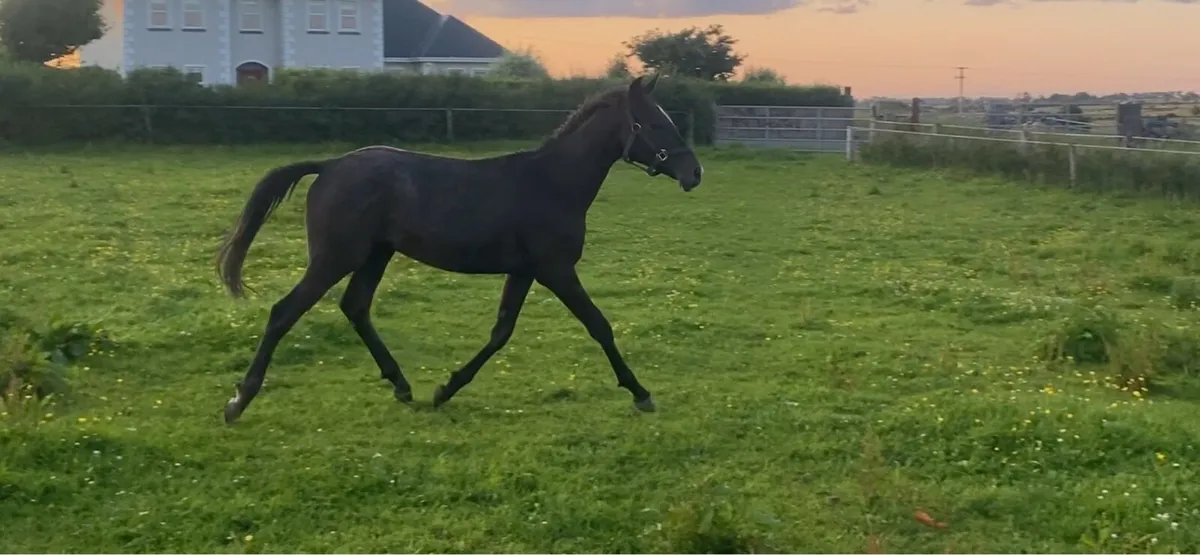 Yearling gelding - Image 1