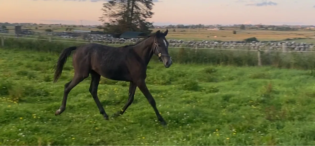 Yearling gelding - Image 2