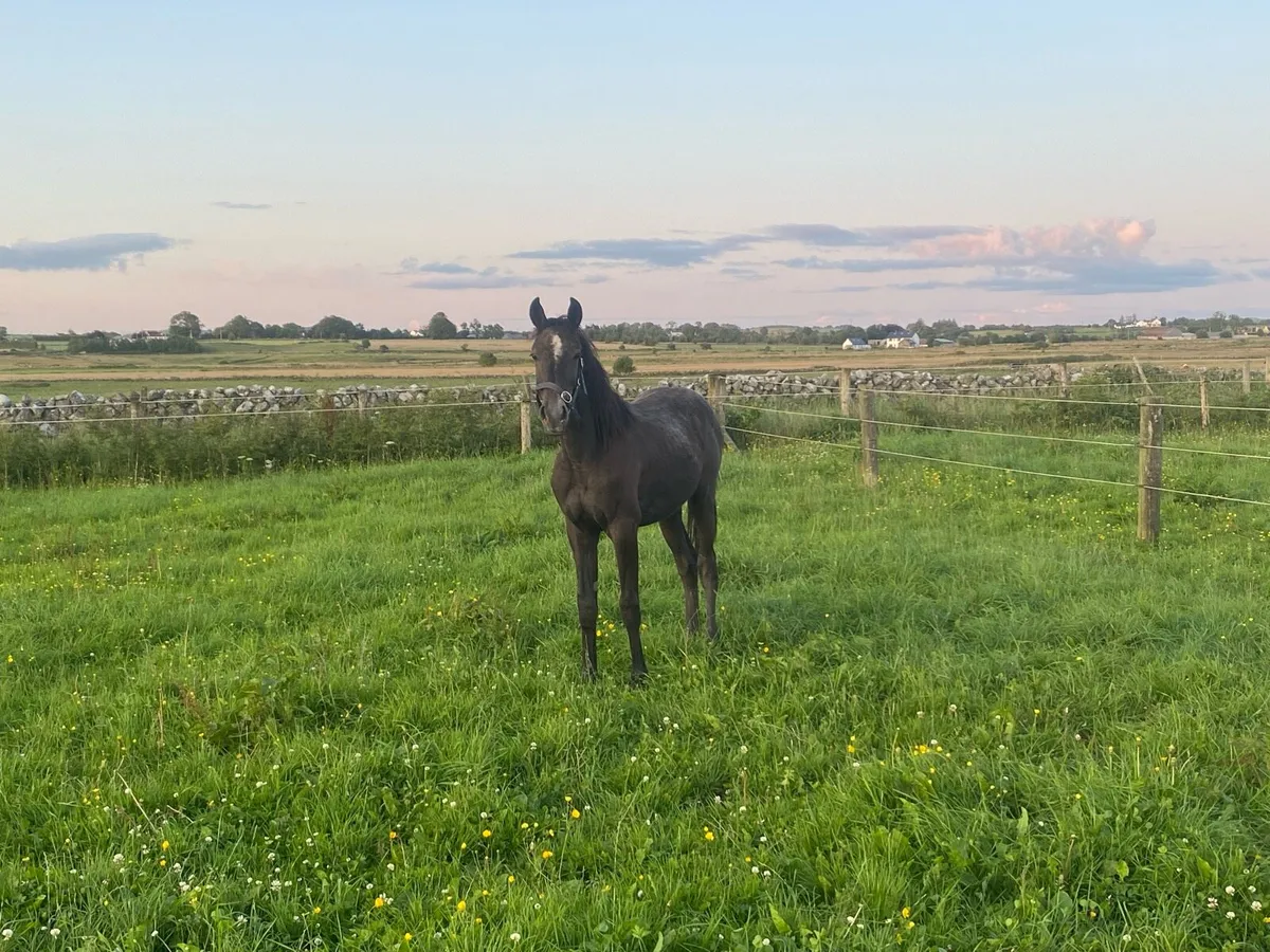 Yearling gelding - Image 3