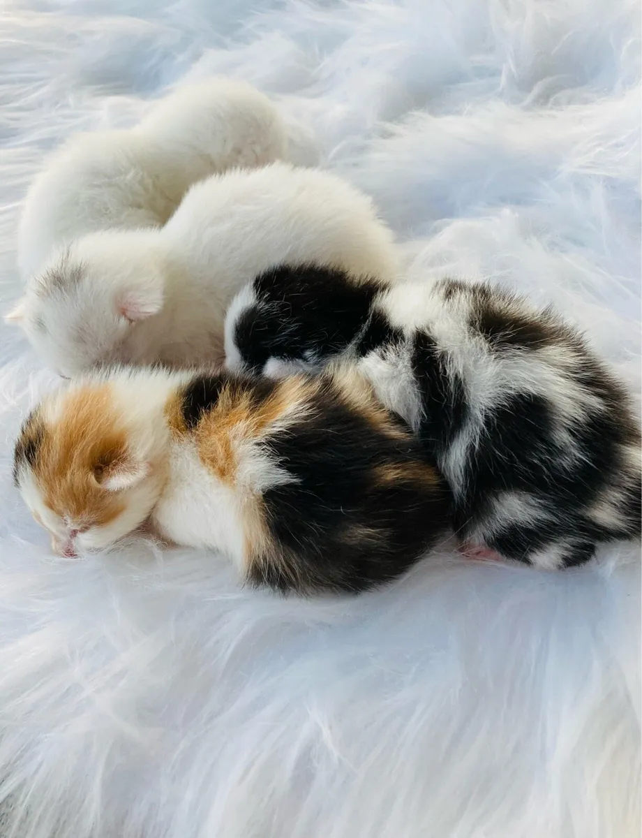 Long Hair Kittens (Turkish Angora mix) - Image 1