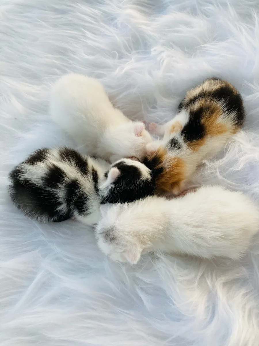 Long Hair Kittens (Turkish Angora mix) - Image 2