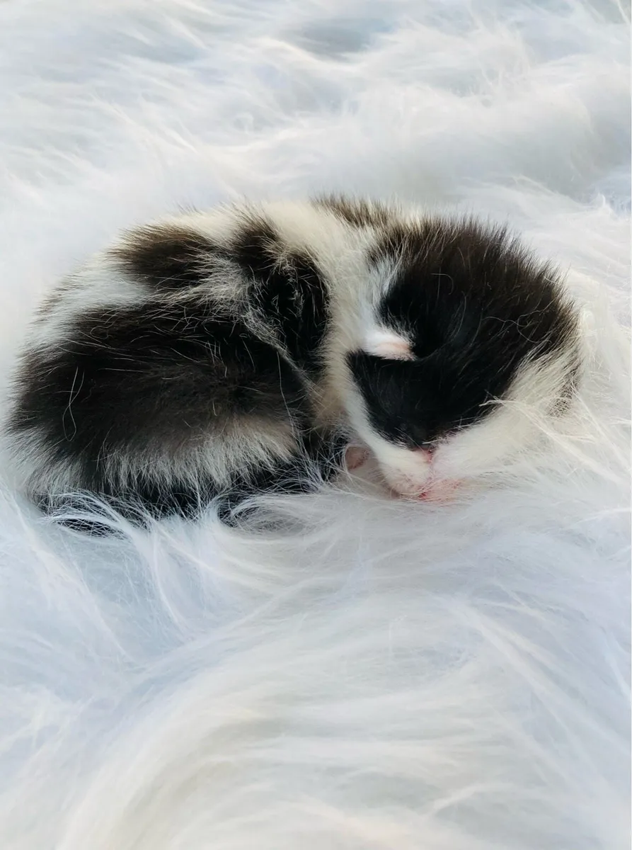 Long Hair Kittens (Turkish Angora mix) - Image 3