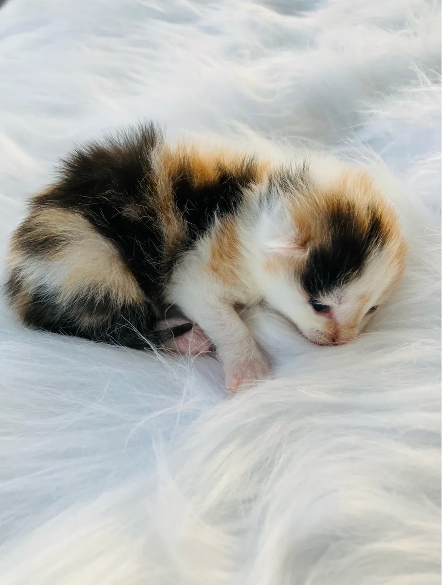 Long Hair Kittens (Turkish Angora mix) - Image 4